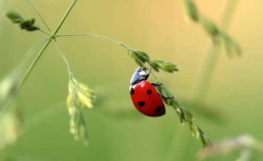 Nazwy owadów po angielsku - Jak uniknąć najczęstszych błędów?