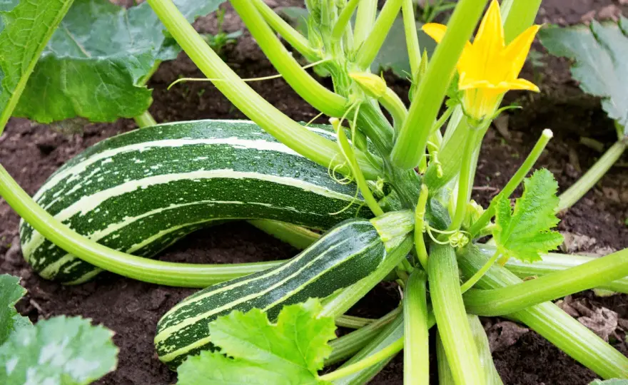 Courgettes - Quand les cueillir pour un goût parfait?