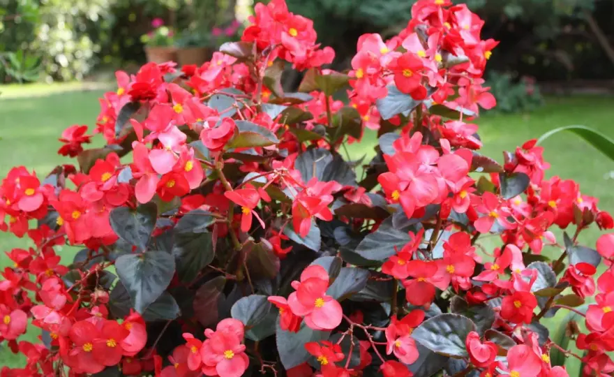 Kaladium czy begonia? Anielskie skrzydła - jak rozpoznać?