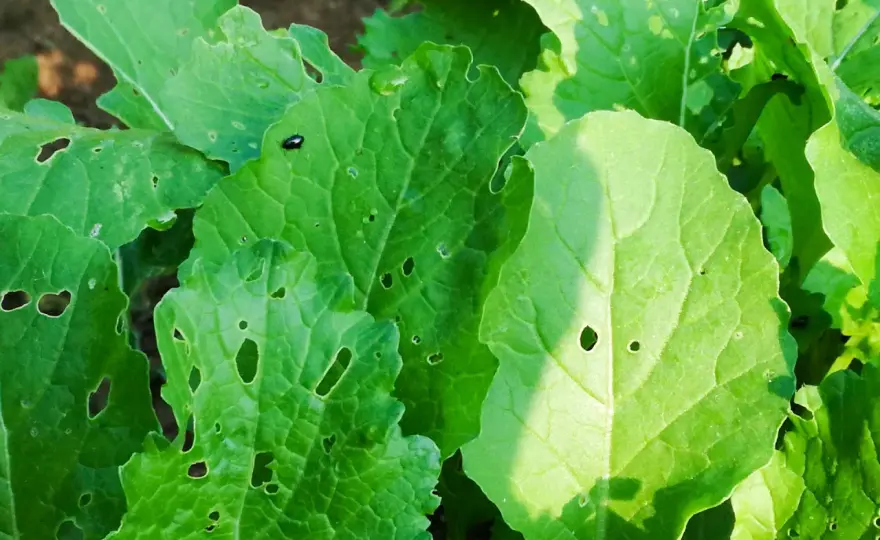 Bietole con foglie bucate, si possono mangiare?