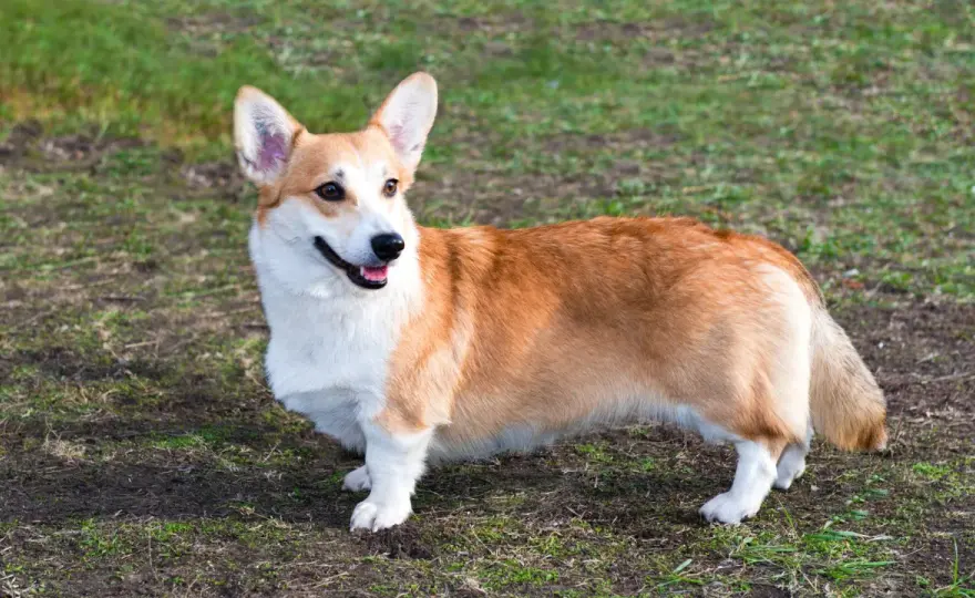 Welsh Corgi - Charakter, Pflege und Unterschiede im Alltag