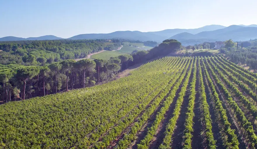 Tenuta di Biserno - Toskana-Weine, die man kennen muss?