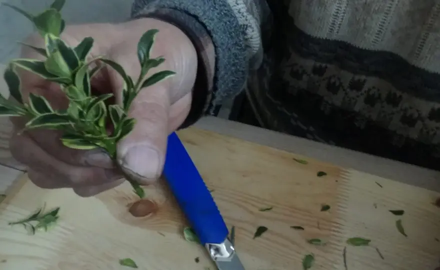 Rozmnażanie laurowiśni - Jak ukorzeniać sadzonki krok po kroku