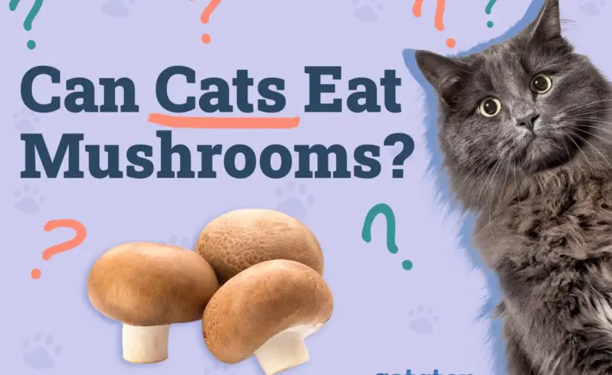 Cat Ate Mushrooms? What to Do & When to Worry