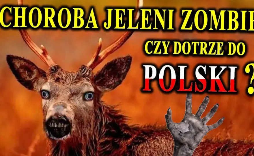 Zombie sarny: Co to jest, jakie są przyczyny i jak radzić sobie z problemem?