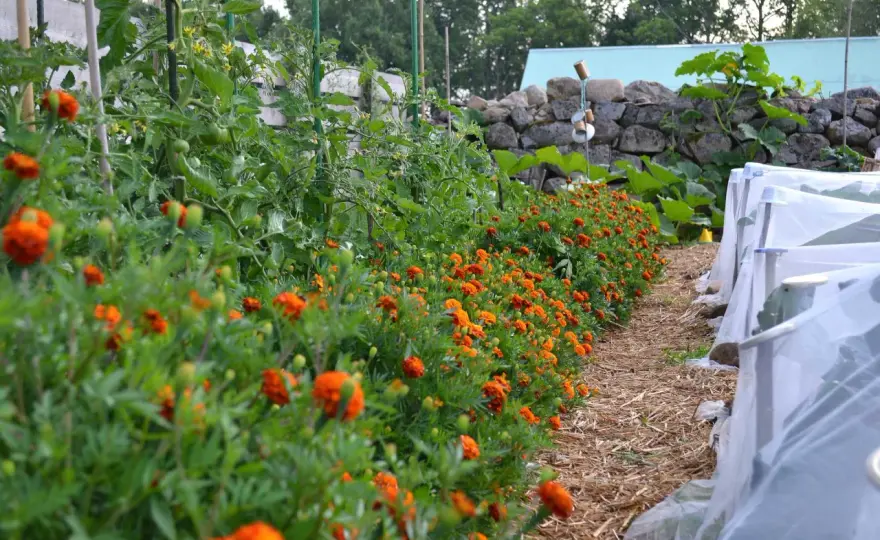 Tomatplantor i pallkrage - så många ryms egentligen?