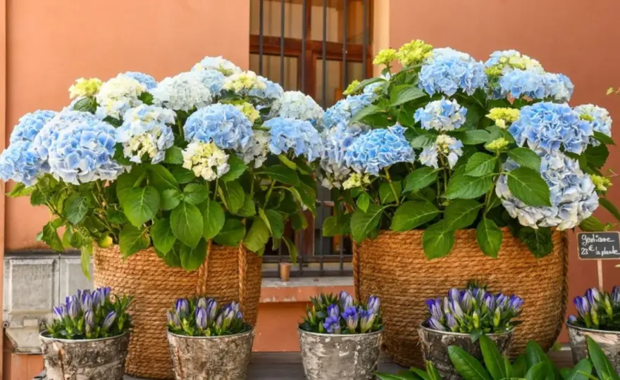 Planter un hortensia - Le guide pour une reprise assurée