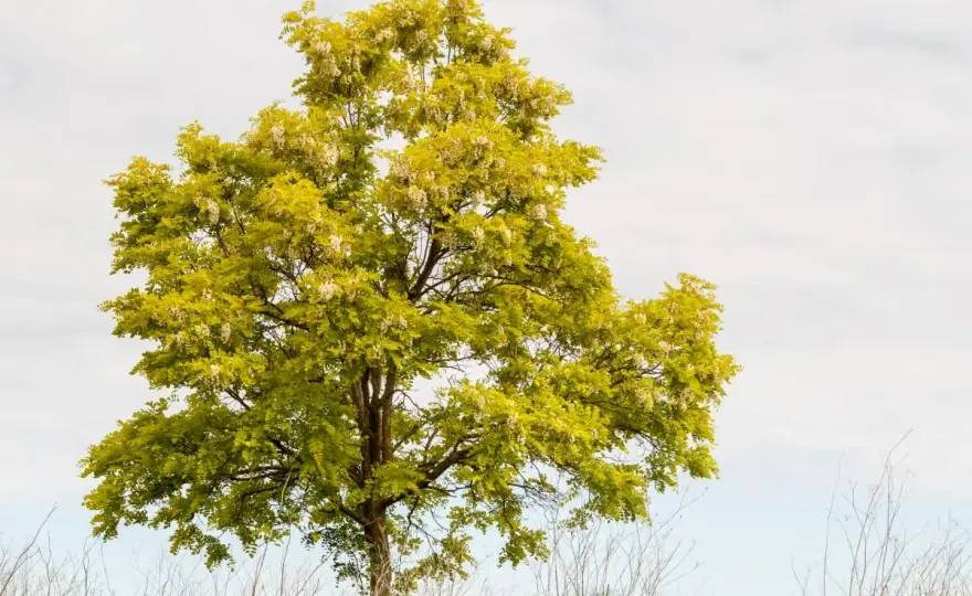Robinia Frisia w ogrodzie - sadzenie, cięcie, pielęgnacja