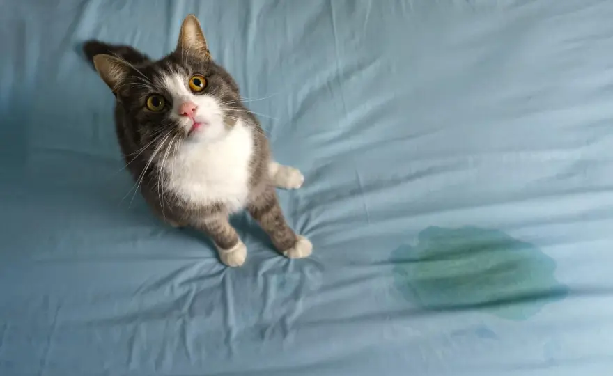 Mi gato se mea en la cama - Soluciones reales sin castigos