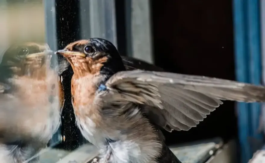 Pajarito te visita - ¿Qué significa? Guía completa