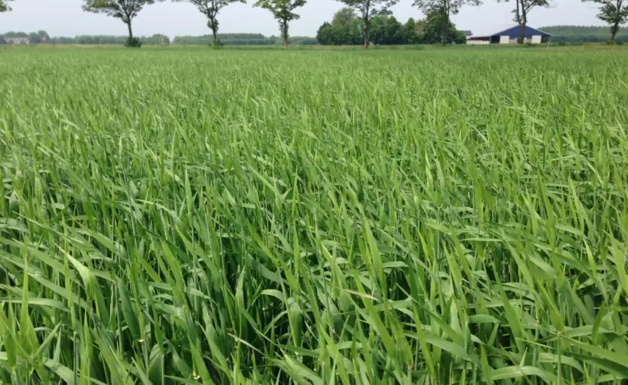 Sommerweizen säen - So gelingt der beste Start ins Frühjahr