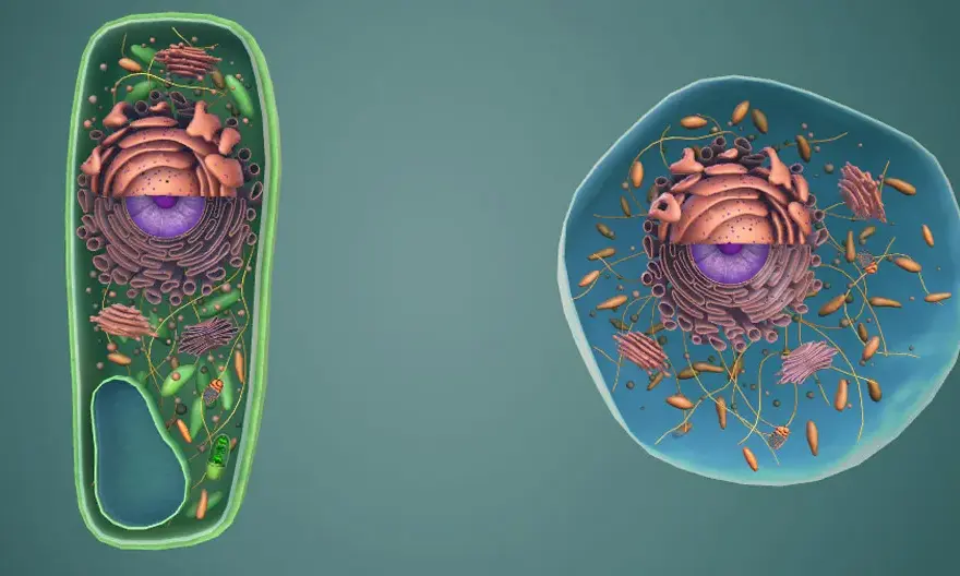 Co to jest komórka w biologii? Kluczowe funkcje i rodzaje komórek