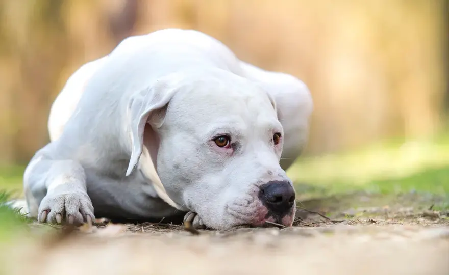 Dogo Argentino - ¿Es el perro adecuado para ti? Descúbrelo