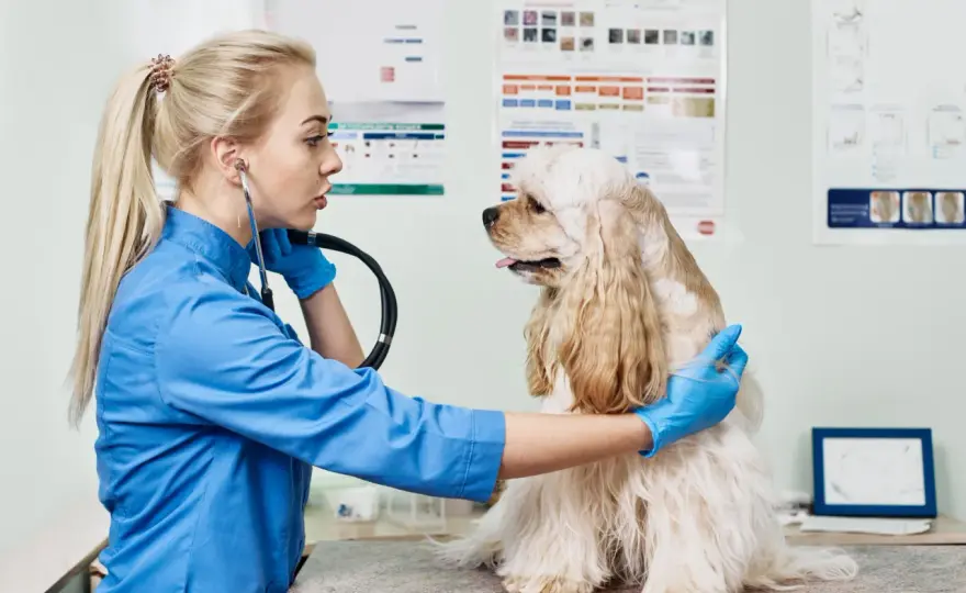 Dog IMTP - Spot the Signs & Understand Treatment