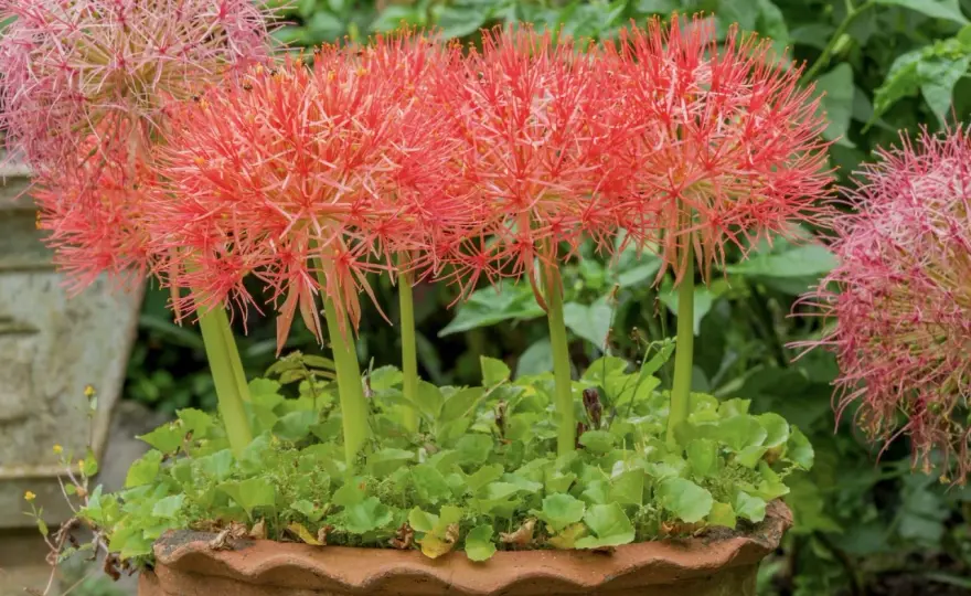 Blutblume giftig? So bleibt die Zimmerpflanze im Haushalt sicher