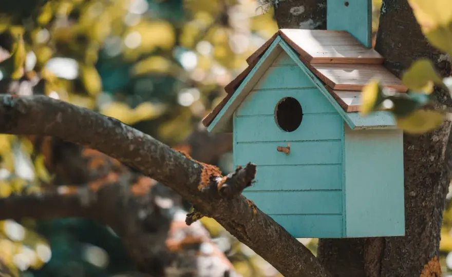 Cómo hacer una casa para pájaros segura y duradera