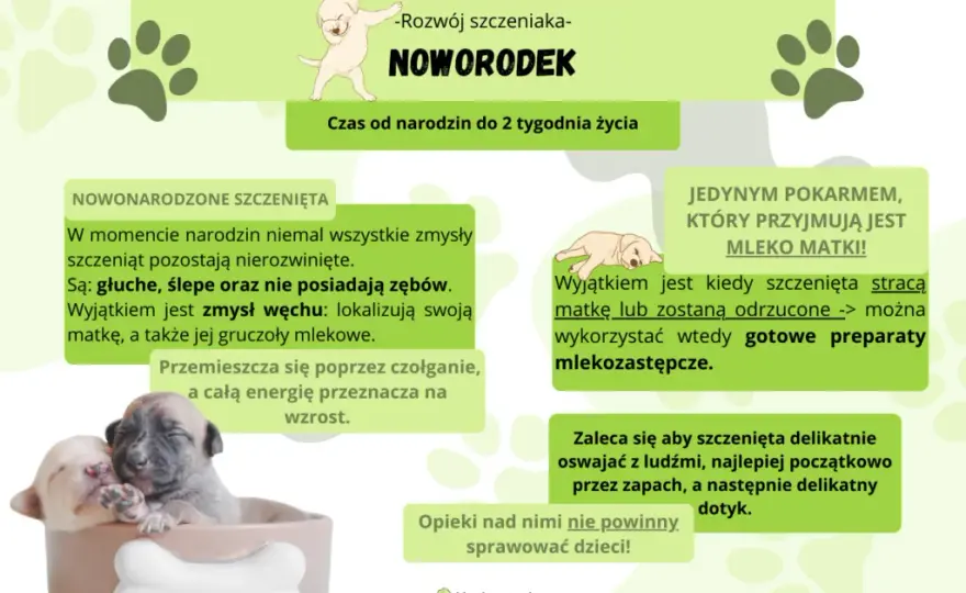 Kiedy oddzielić szczeniaka od matki? Optymalny wiek i skutki pośpiechu