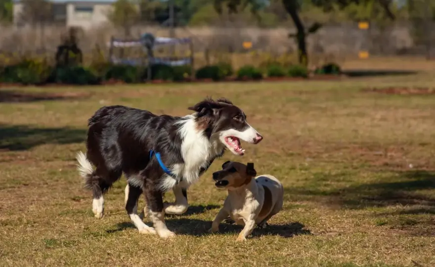Cómo hacer que dos perros se lleven bien - Guía práctica