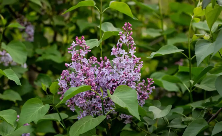 Quand tailler le seringat ? Le secret d'une floraison généreuse