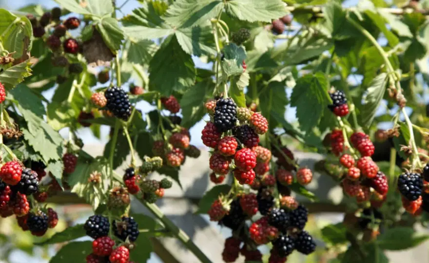 Brombeeren pflanzen - Standort, Abstand und Pflege