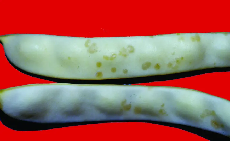 Malattie del fagiolo, come riconoscerle dalle immagini