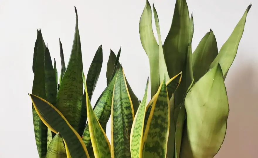 Sansevieria, guida alle cure e alle varietà più belle
