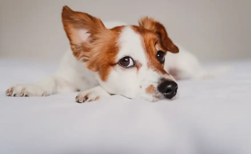 ¿Puedo contagiar a mi perro de COVID? La verdad y qué hacer