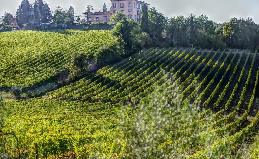 Bolgheri Wein - Dein Guide für Toskanas Küstenweine