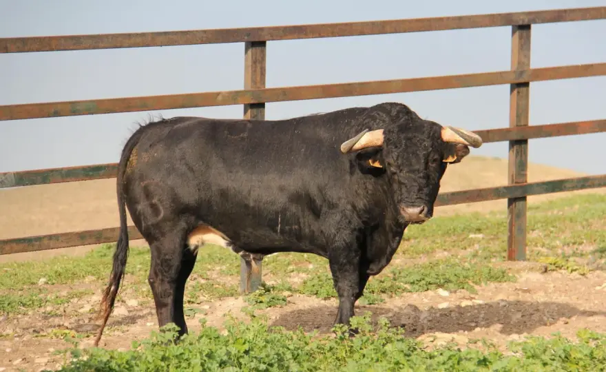 Ganaderías de toros bravos en Cádiz - Guía completa
