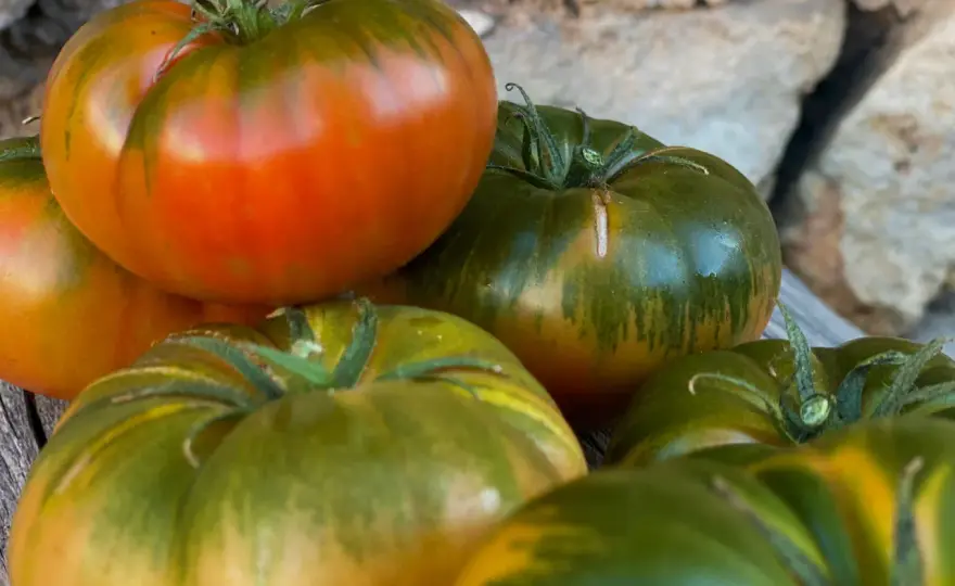 Mejor tomate - ¿San Marzano, Raf o Corazón de Buey? Guía experta