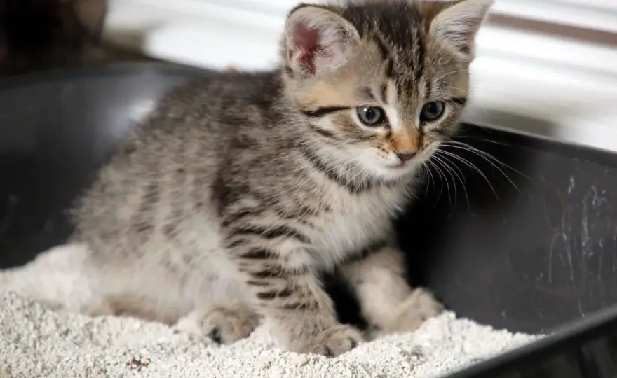 Katze stubenrein bekommen - so klappt es ohne Stress