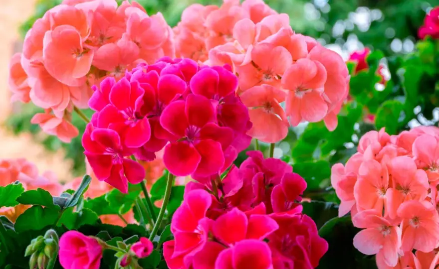 Engelsk pelargon - Skötsel som får den att blomma om