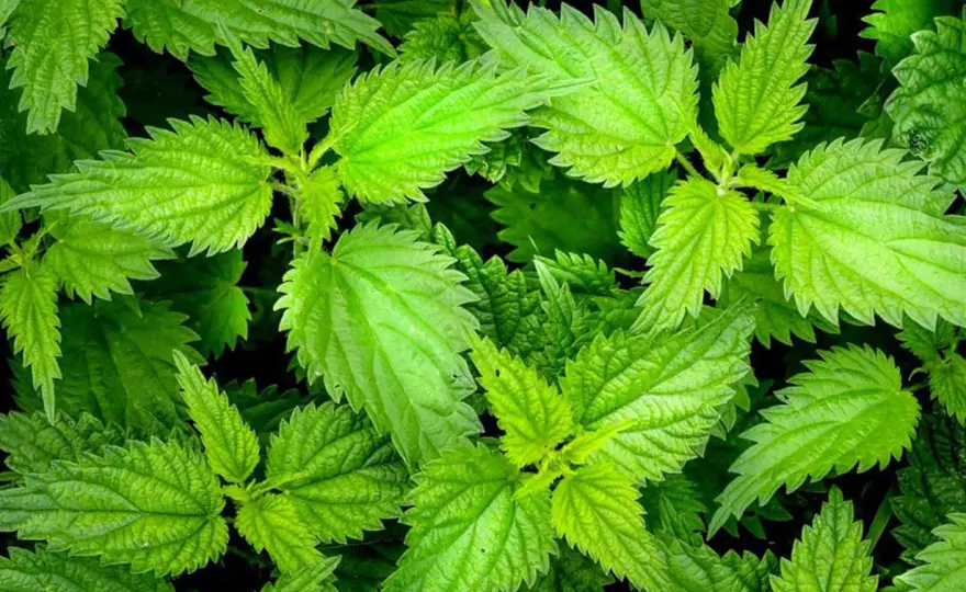Ortica velenosa o urticante? Come riconoscerla e gestirla