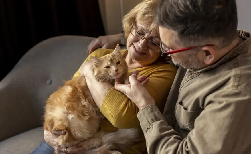 Faire grossir un chat âgé - Le guide essentiel