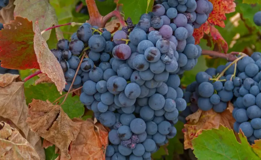 Bobal Wein - Entdecken Sie Spaniens unterschätzten Rotwein