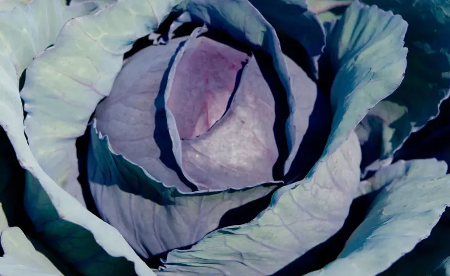 Rotkohl pflanzen - so gelingen feste Köpfe