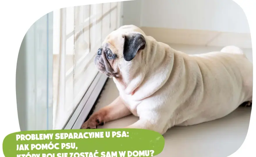 Jak nauczyć szczeniaka samotności? Uniknij lęku separacyjnego!