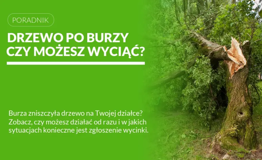 Wycinka drzewa przy budynku: Bezpiecznie usuń zagrożenie (2026)