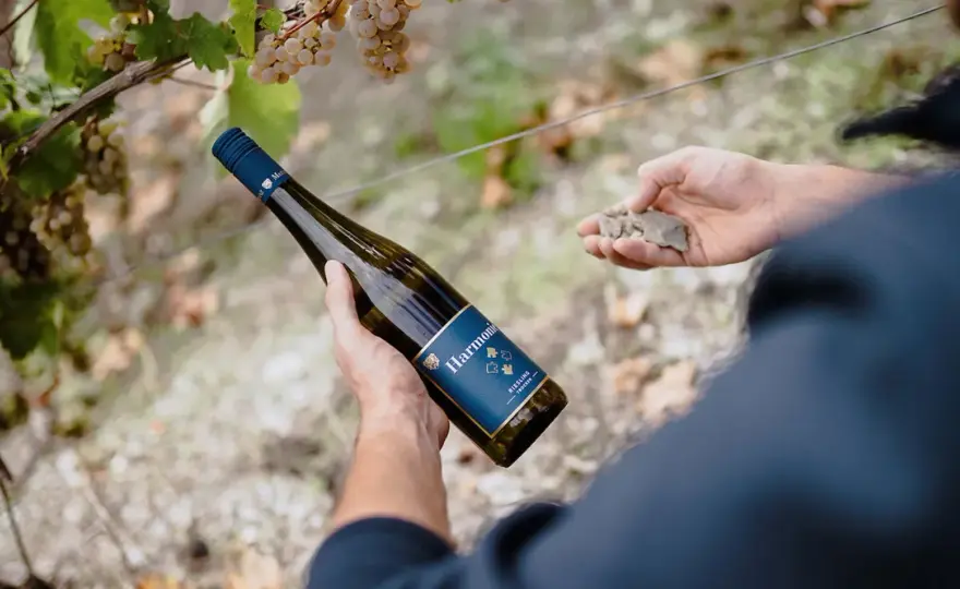 Mosel-Riesling kaufen - Dein Guide zum perfekten Wein