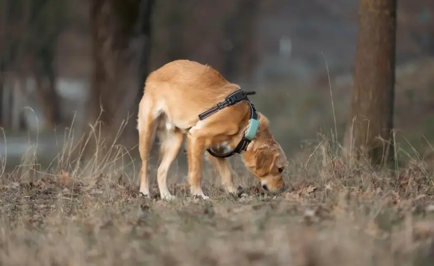 Chaleur chien mâle - Mythe ou réalité ? Gérez son excitation !