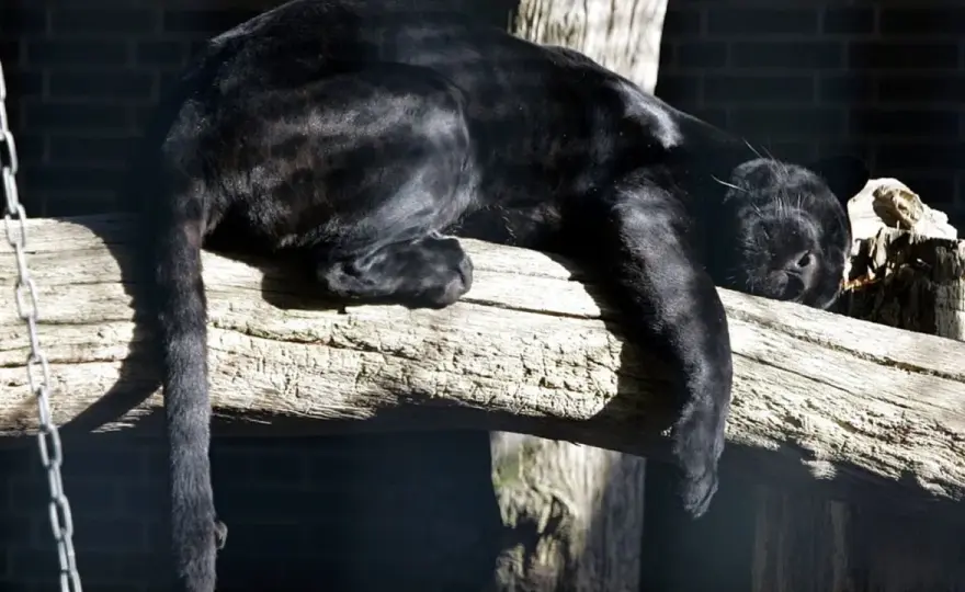Puma a pantera - pantera to nie gatunek! Odkryj prawdę.