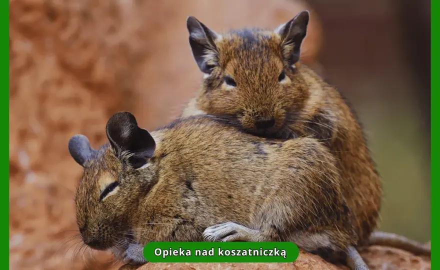 Opieka nad koszatniczkami - Dieta, klatka, zdrowie bez cukru