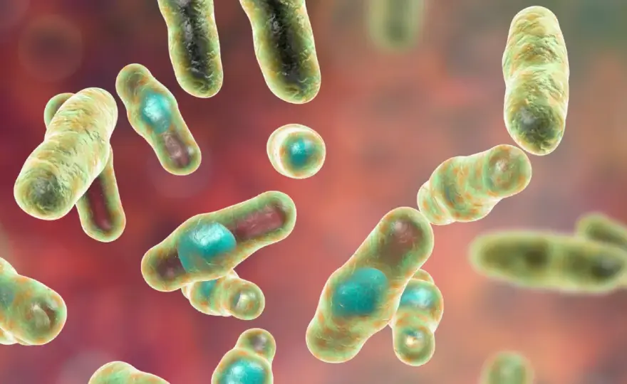 Jak skutecznie zwalczyć Clostridium? Metody i opinie