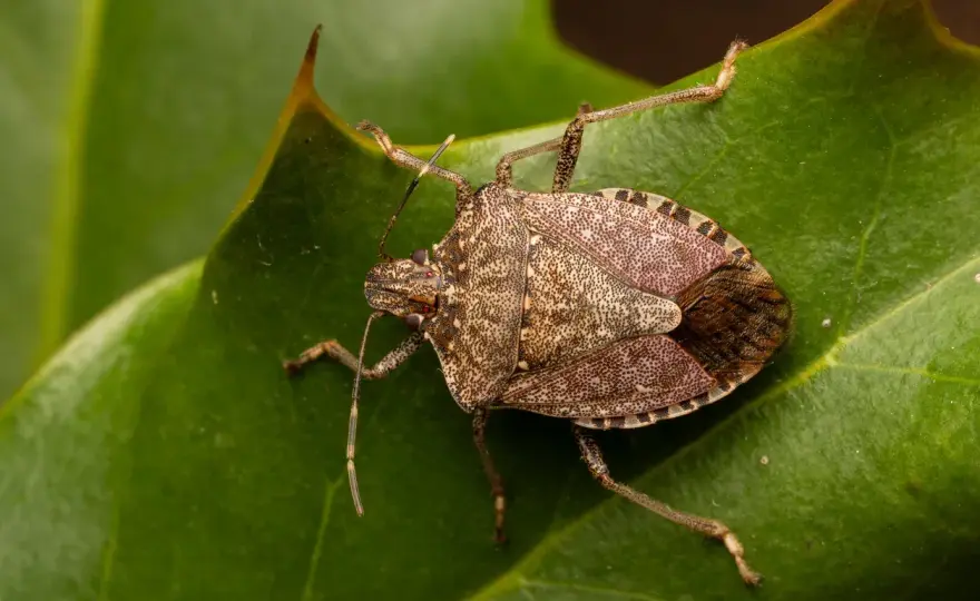 Cimici in orto e casa - come riconoscerle e gestirle