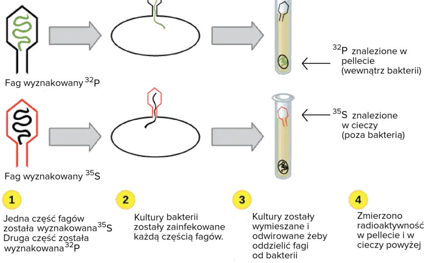 Replikacja DNA - Jak komórka kopiuje życie?