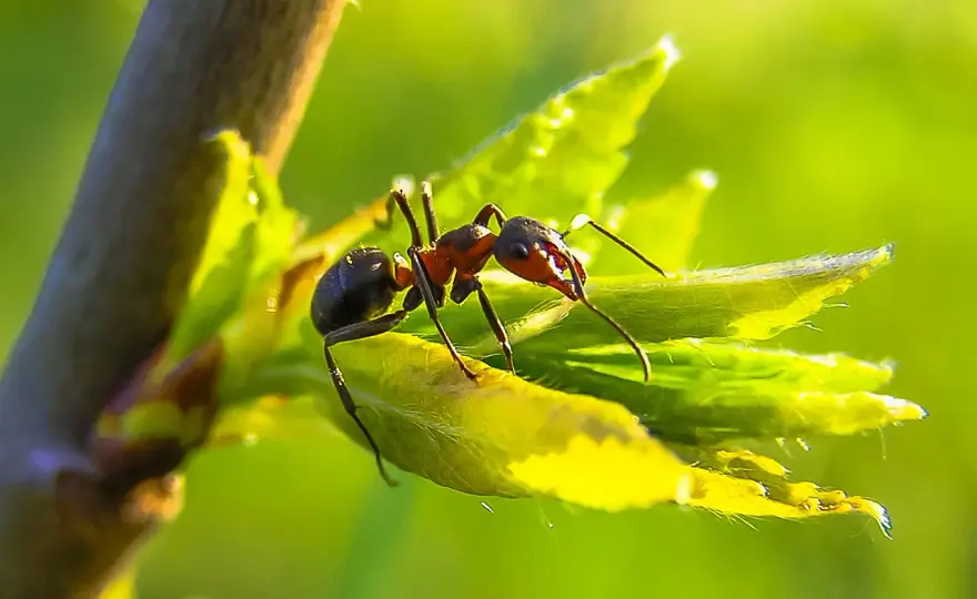 Fourmis au potager - L'ennemi n'est pas celui que vous croyez