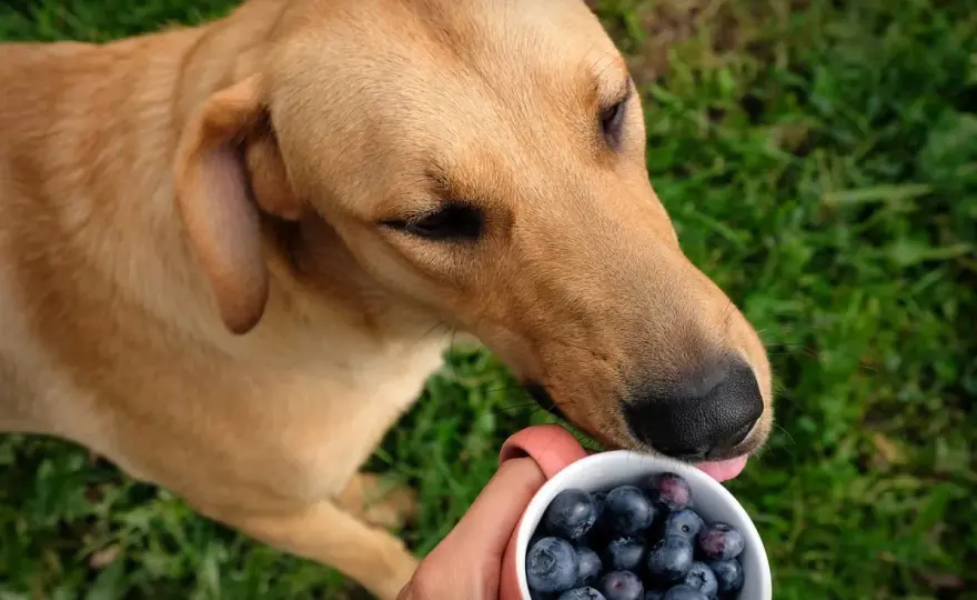 Blaubeeren für Hunde - so viel ist wirklich okay