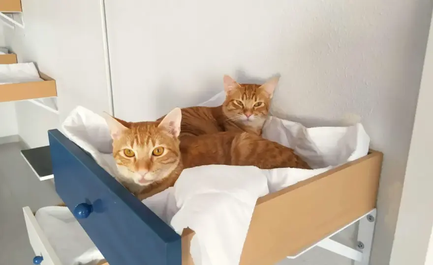 Curiosidades de gatos - Mejora la convivencia en casa