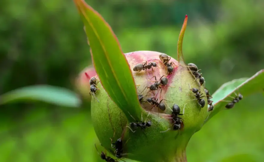 Naturalni wrogowie mrówek - Kto je zjada i jak ich wspierać?