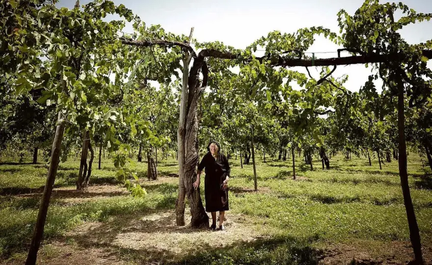 Feudi di San Gregorio - Irpinia-Weine, die begeistern